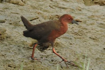 Porzana fusca