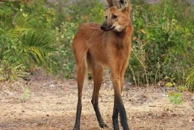 Lupo dalla criniera jigsaw puzzle