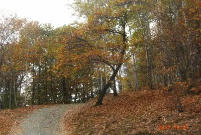TRACCIOLINO