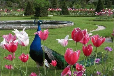 pAVO rEAL jigsaw puzzle