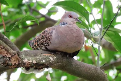 פאזל של Ave atenta