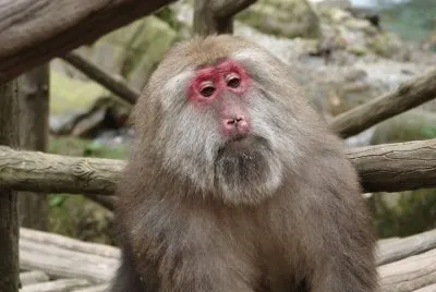 Macaco tibetano