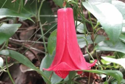 Copihue