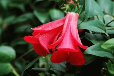 Copihue