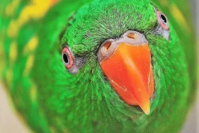 natural jigsaw puzzle