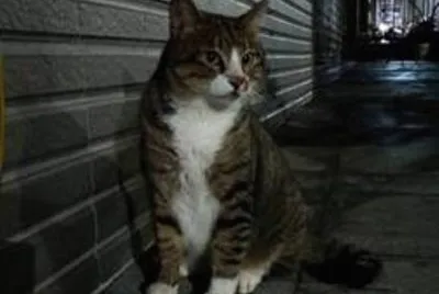 å¯æ„›å°è²“