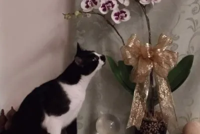 æ„›èŠ±çš„è²“