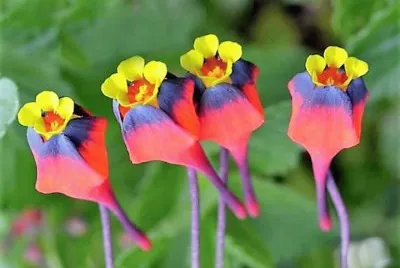 flores