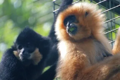 Gibbone dalle guancerosa