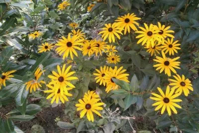 Fleurs d 'automne