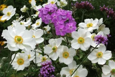 Fleurs d 'automne