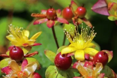 Fleurs d 'automne