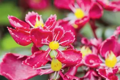 Saxifrage