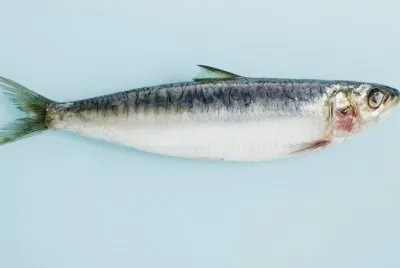 Acciuga