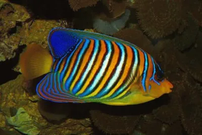 Angelo