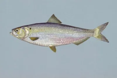 Aringa