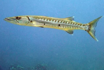 Barracuda jigsaw puzzle
