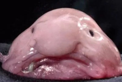 Blob