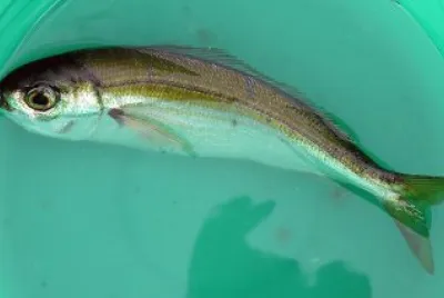 Boga