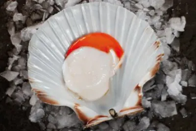 Canestrello