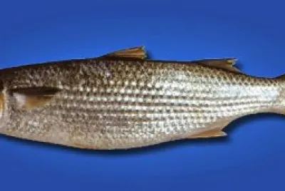 Cefalo dorato