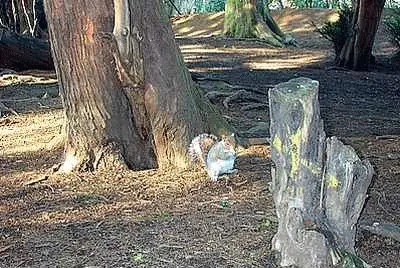 Squirrel