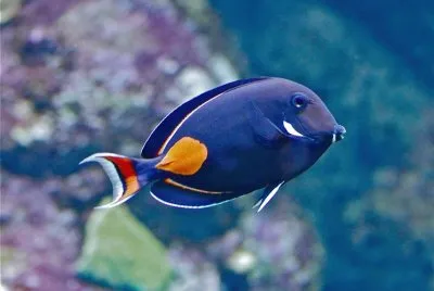 Chirurgo