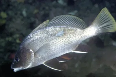 Corvina