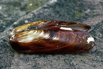 Dattero