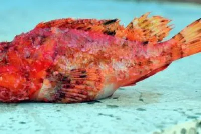 Gallinella