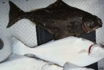 Halibut