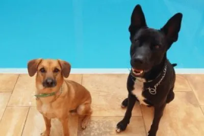 @regge_dogs