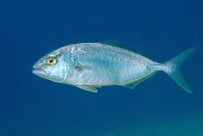 Leccia