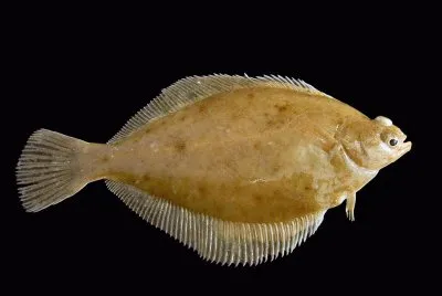 Limanda