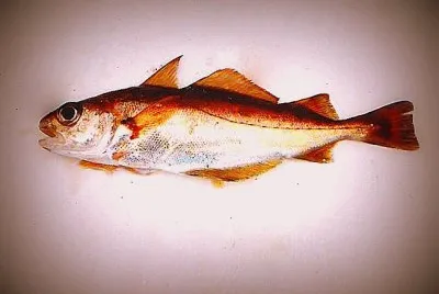 Merluzzetto