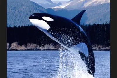 ORCA