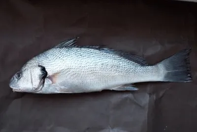Ombrina