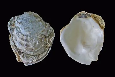 Ostrica