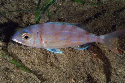 Pagello