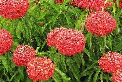 Ixora