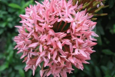 Ixora