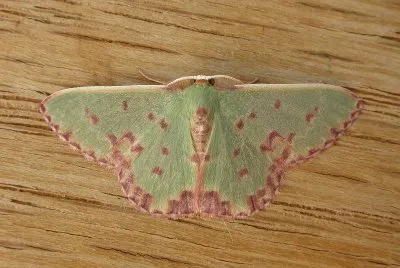 Prasinocyma