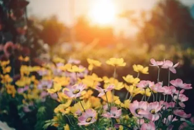 Nature jigsaw puzzle