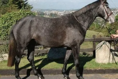Hunter irlandese