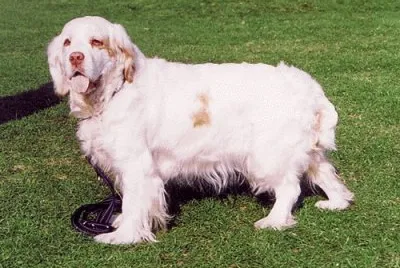 Clumber spaniel
