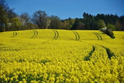 Nature jigsaw puzzle