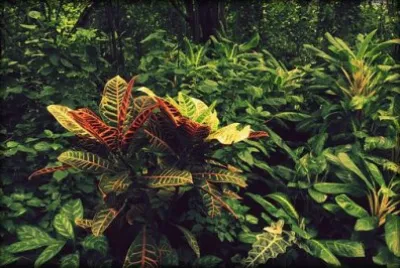 Nature