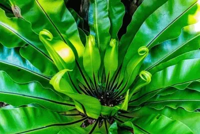 Nature