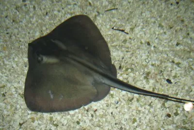 פאזל של Plastinaca