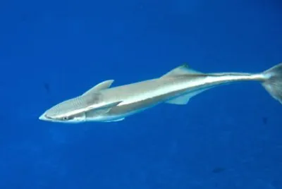 Remora jigsaw puzzle